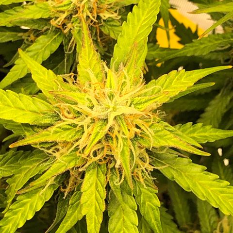 Pineapple Express Auto growlog timeline photo