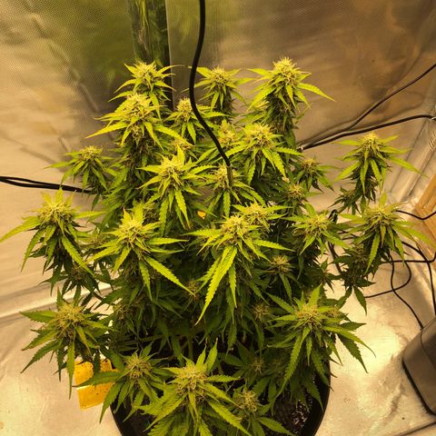 Pineapple Express Auto growlog timeline photo
