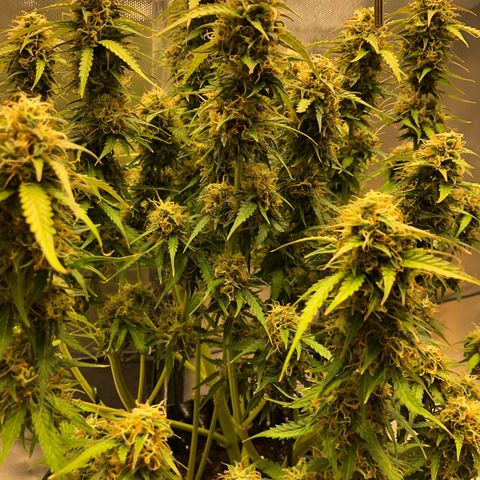 Pineapple Express Auto growlog timeline photo