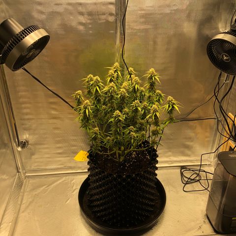 Pineapple Express Auto growlog timeline photo