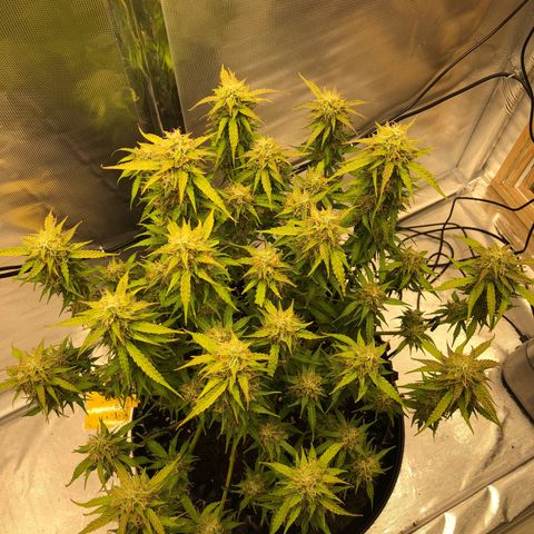Pineapple Express Auto growlog timeline photo