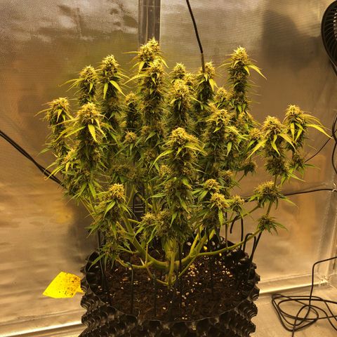 Pineapple Express Auto growlog timeline photo