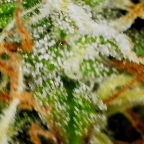 Pineapple Express Auto growlog timeline photo