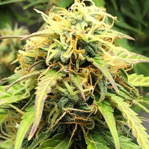 Pineapple Express Auto growlog timeline photo