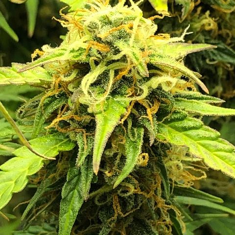 Pineapple Express Auto growlog timeline photo