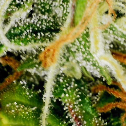 Pineapple Express Auto growlog timeline photo