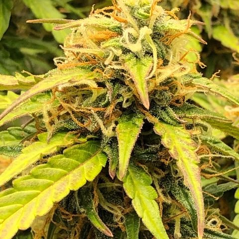 Pineapple Express Auto growlog timeline photo