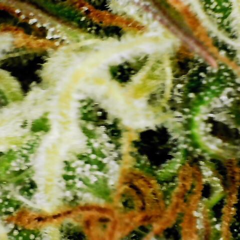 Pineapple Express Auto growlog timeline photo