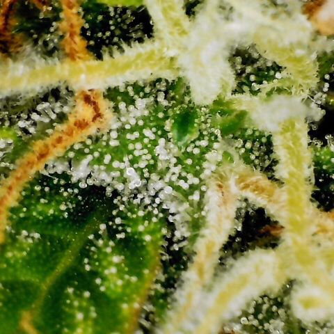 Pineapple Express Auto growlog timeline photo
