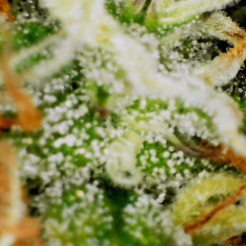 Pineapple Express Auto growlog timeline photo