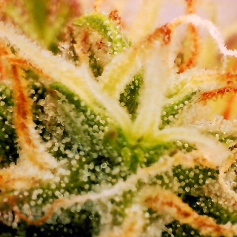 Pineapple Express Auto growlog timeline photo