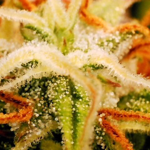 Pineapple Express Auto growlog timeline photo