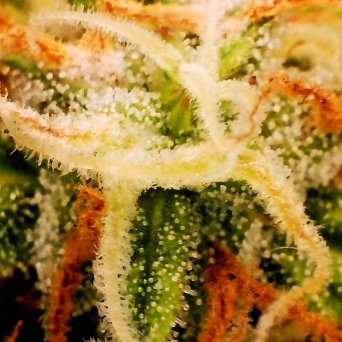 Pineapple Express Auto growlog timeline photo