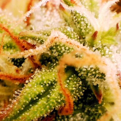 Pineapple Express Auto growlog timeline photo
