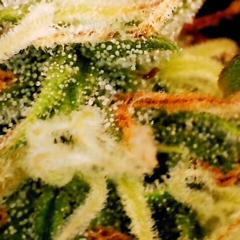 Pineapple Express Auto growlog timeline photo