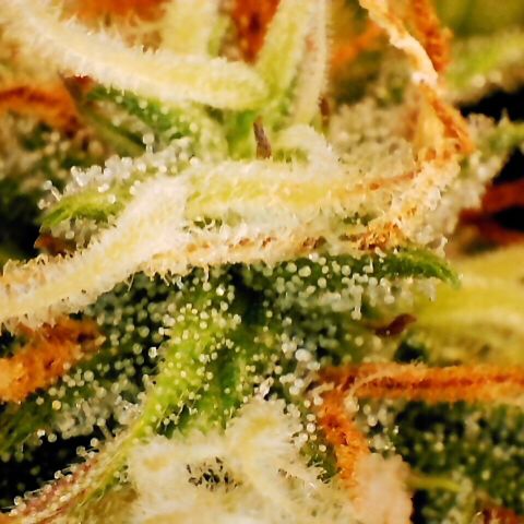 Pineapple Express Auto growlog timeline photo