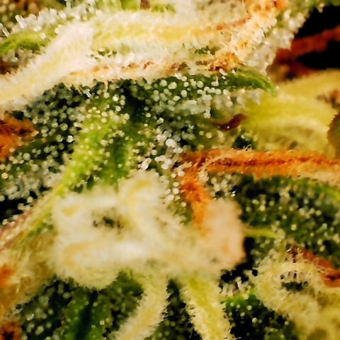 Pineapple Express Auto growlog timeline photo