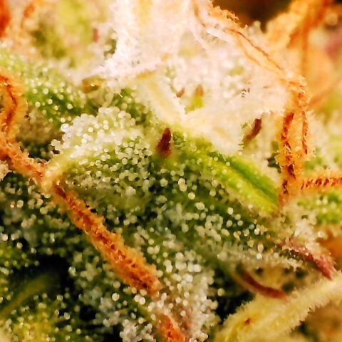 Pineapple Express Auto growlog timeline photo
