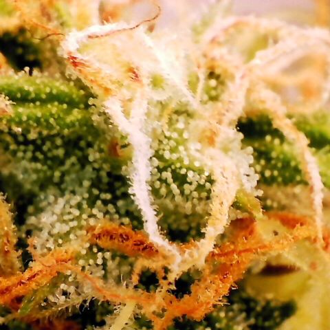 Pineapple Express Auto growlog timeline photo