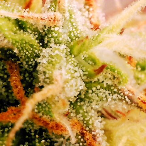 Pineapple Express Auto growlog timeline photo