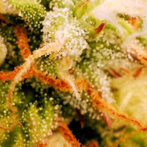 Pineapple Express Auto growlog timeline photo