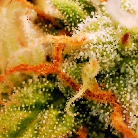 Pineapple Express Auto growlog timeline photo