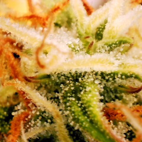 Pineapple Express Auto growlog timeline photo