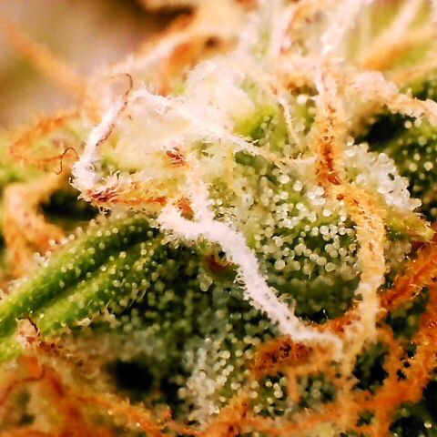 Pineapple Express Auto growlog timeline photo