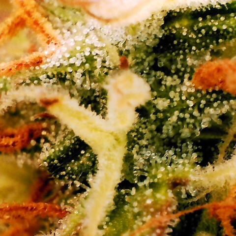 Pineapple Express Auto growlog timeline photo