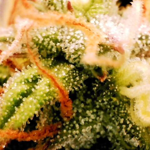 Pineapple Express Auto growlog timeline photo