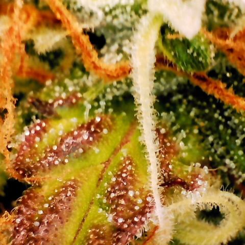 Pineapple Express Auto growlog timeline photo