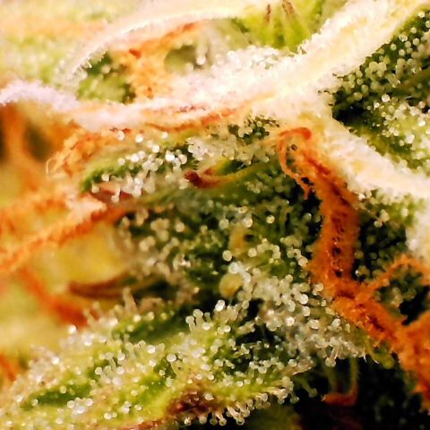 Pineapple Express Auto growlog timeline photo