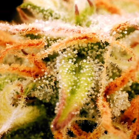 Pineapple Express Auto growlog timeline photo