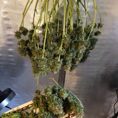 Pineapple Express Auto growlog timeline photo