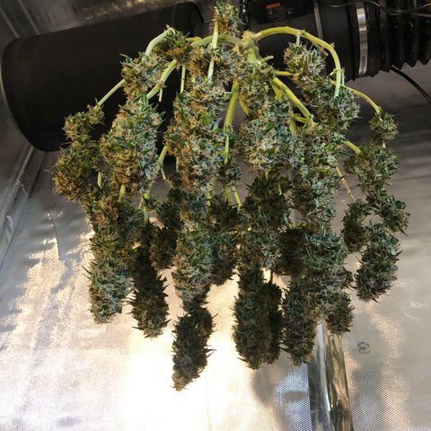 Pineapple Express Auto growlog timeline photo