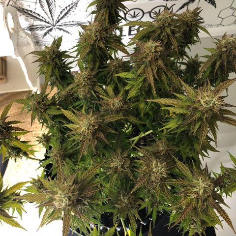 Pineapple Express Auto growlog timeline photo