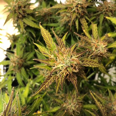 Pineapple Express Auto growlog timeline photo
