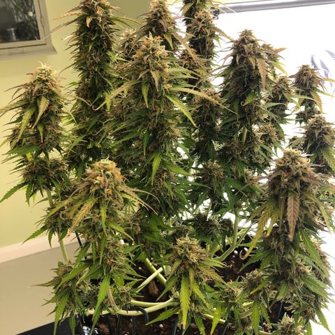 Pineapple Express Auto growlog timeline photo