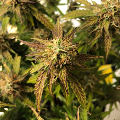 Pineapple Express Auto growlog timeline photo