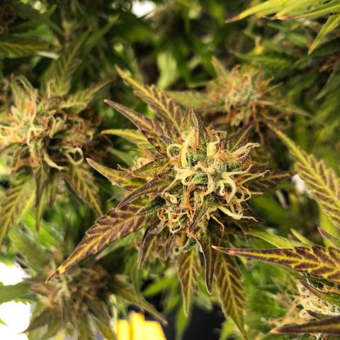 Pineapple Express Auto growlog timeline photo