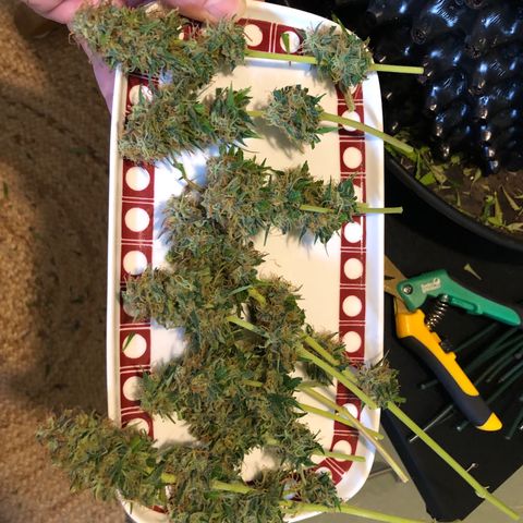 Pineapple Express Auto growlog timeline photo