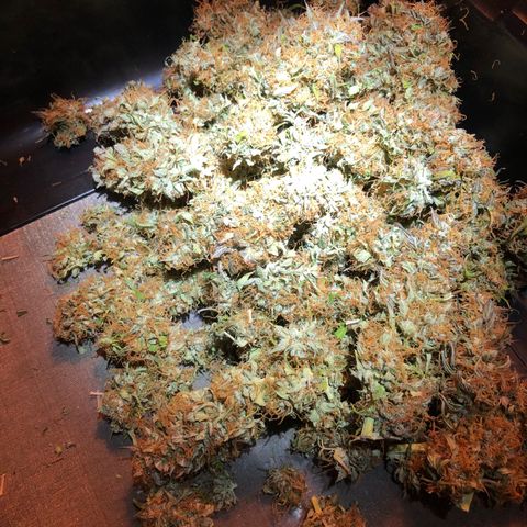 Pineapple Express Auto growlog timeline photo
