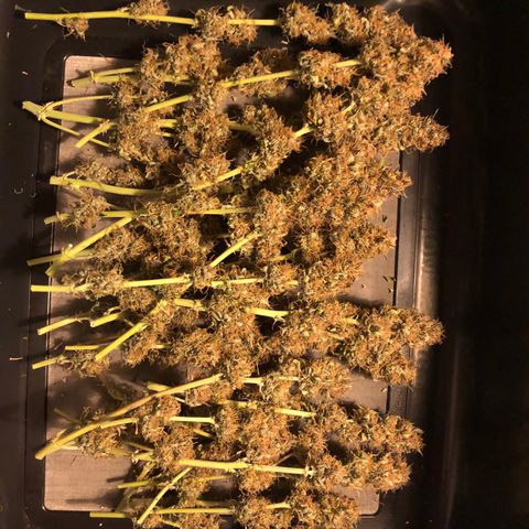 Pineapple Express Auto growlog timeline photo