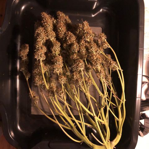 Pineapple Express Auto growlog timeline photo