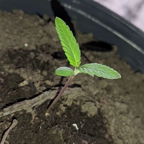 Amensia Kush #1 growlog timeline photo