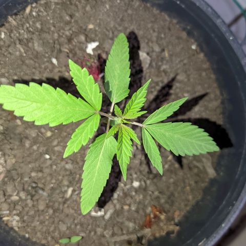 Amensia Kush #1 growlog timeline photo