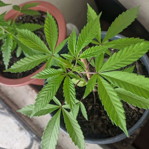 Amensia Kush #1 growlog timeline photo