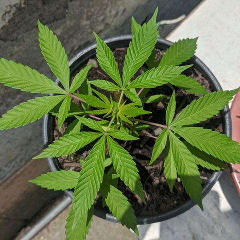 Amensia Kush #1 growlog timeline photo