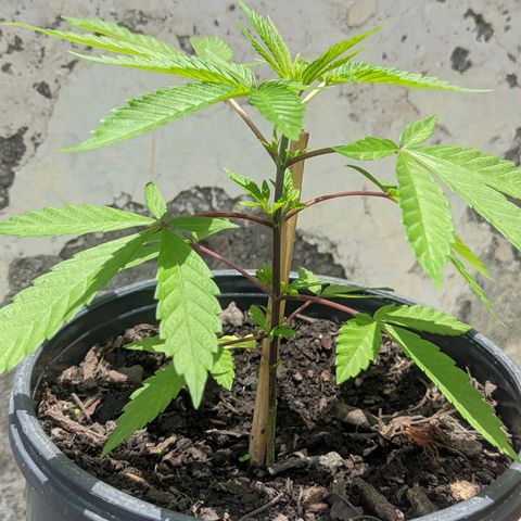 Amensia Kush #1 growlog timeline photo