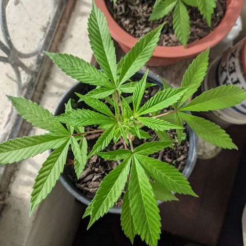 Amensia Kush #1 growlog timeline photo